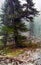 A pine tree in the woods. large conifer