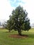 Pine trees along Hudson River Park. River in background, Jersey City beyond.