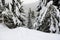 The pine trees are along slopes of Bukovel ski resort