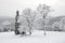 The pine trees are along slopes of Bukovel ski resort
