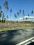 Pine trees alongside road