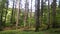 Pine trees in apennines decduous montane forest. Pinus.