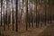 Pine trees in the autumn forest. Fall evening in brown colors