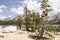 Pine trees on banks of Tenaya Lake, Yosemite