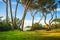 Pine trees, beach and sea. Baratti, Piombino, Tuscany, Italy