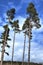 Pine trees and beautiful blue sky