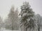Pine trees and birch covered by snow