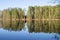 Pine trees blue sky background