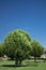 Pine trees in blue sky on green meadow in park of pamukkale, turkey