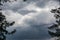 Pine trees branches on epic cloudy gray sky