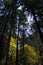 Pine Trees and Broadleaves with Colorful Foliage at Westmoreland Park Nature Playground in Portland, Oregon, USA