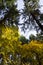 Pine Trees and Broadleaves with Colorful Foliage at Westmoreland Park Nature Playground in Portland, Oregon, USA