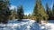 Pine trees and bushes covered in snow