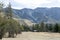 Pine trees at campsite in Glentanner Park Centre, Aoraki / Mount Cook National Park, Canterbury, New Zealand