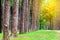 Pine trees in Chiang Mai conservation forest