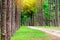 Pine trees in Chiang Mai conservation forest