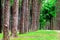 Pine trees in Chiang Mai conservation forest