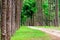 Pine trees in Chiang Mai conservation forest