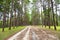 Pine trees in Chiang Mai conservation forest