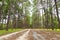 Pine trees in Chiang Mai conservation forest