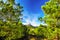 Pine trees in Col de Bavella mountains, Corsica island, France,