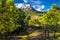 Pine trees in Col de Bavella mountains, Corsica island, France,