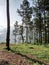 Pine trees on a cool mountain