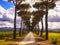 Pine trees, country road and vineyard. Maremma, Tuscany, Italy