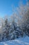 Pine trees covered in fresh winter fallen snow