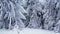 Pine trees covered in frost in a snowy forest in winter