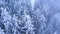 Pine trees covered in frost in a snowy forest in winter