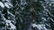 Pine trees covered in heavy snow after a blizzard in an arctic winter woodland.