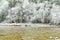 Pine trees covered with hoarfrost rime ice along the stream