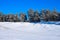 Pine trees covered with hoarfrost in sunny weather