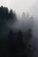 Pine trees covered in mist, black and white, whispy clouds