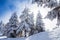 Pine trees covered in snow