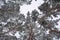 Pine trees covered with snow, bottom view