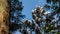 Pine trees covered with snow on frosty day at beautiful winter of Japan