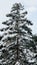 Pine trees covered with snow on frosty day at beautiful winter of Japan