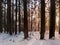 Pine trees covered with snow on frosty day at beautiful winter of Japan