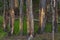 Pine Trees Damaged by Bison