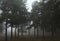 Pine trees, darl and haze day in the forest.Beautiful forest landscape