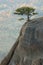 Pine trees at Demirji rocks, Crimea