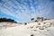 Pine trees on dune covered with snow