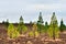 Pine Trees On The Edge Of Teide National Park