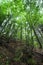 Pine trees and ferns growing in deep highland forest