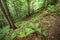 Pine trees and ferns growing in deep highland forest. Carpathian