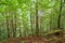 Pine trees and ferns growing in deep highland forest. Carpathian