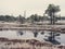 Pine Trees in Field of Kemeri moor in Latvia with a Pond in a Foreground - vintage look edit