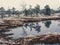 Pine Trees in Field of Kemeri moor in Latvia with a Pond in a Foreground - vintage look edit